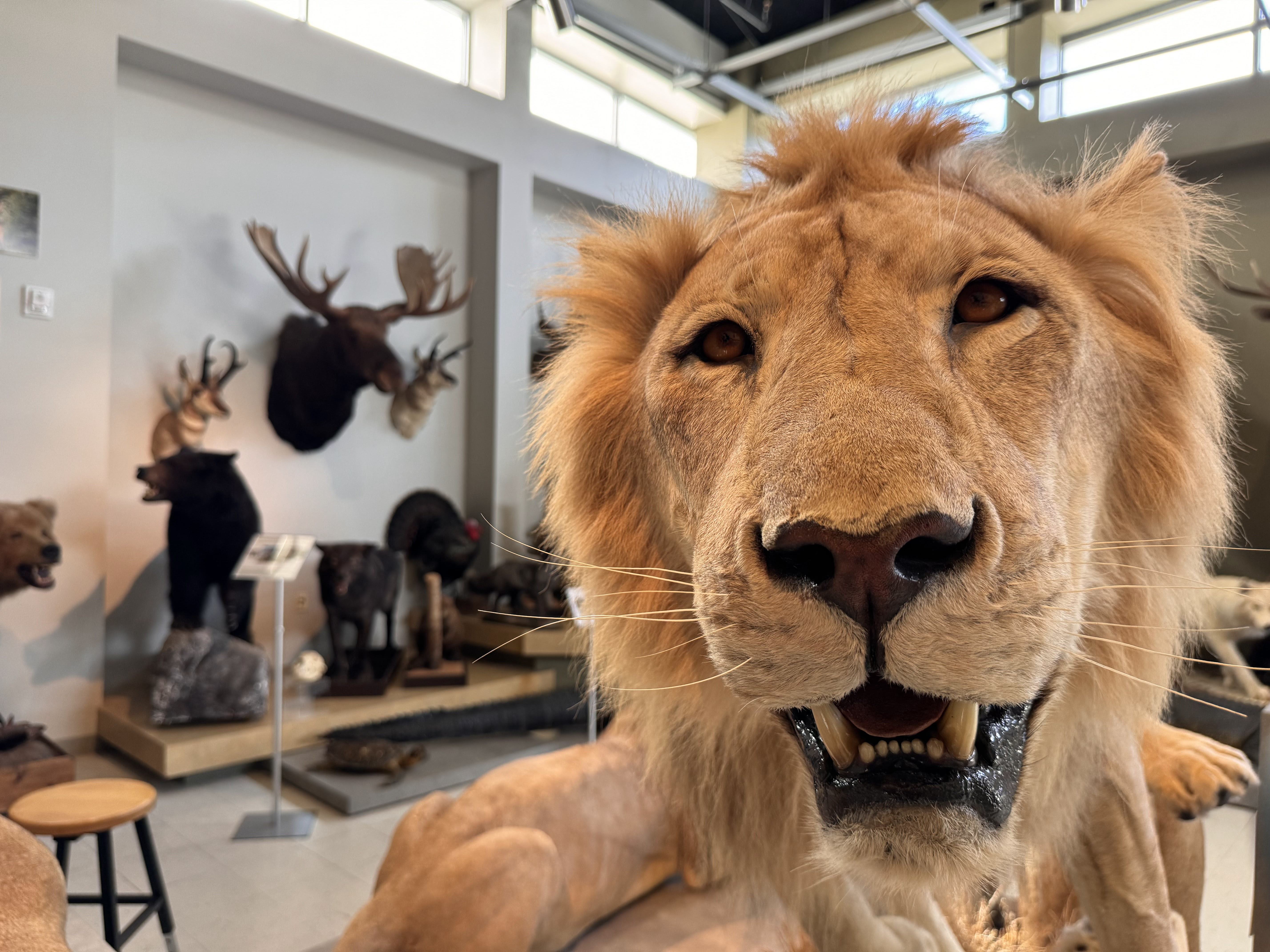 Image of taxidermy Lion