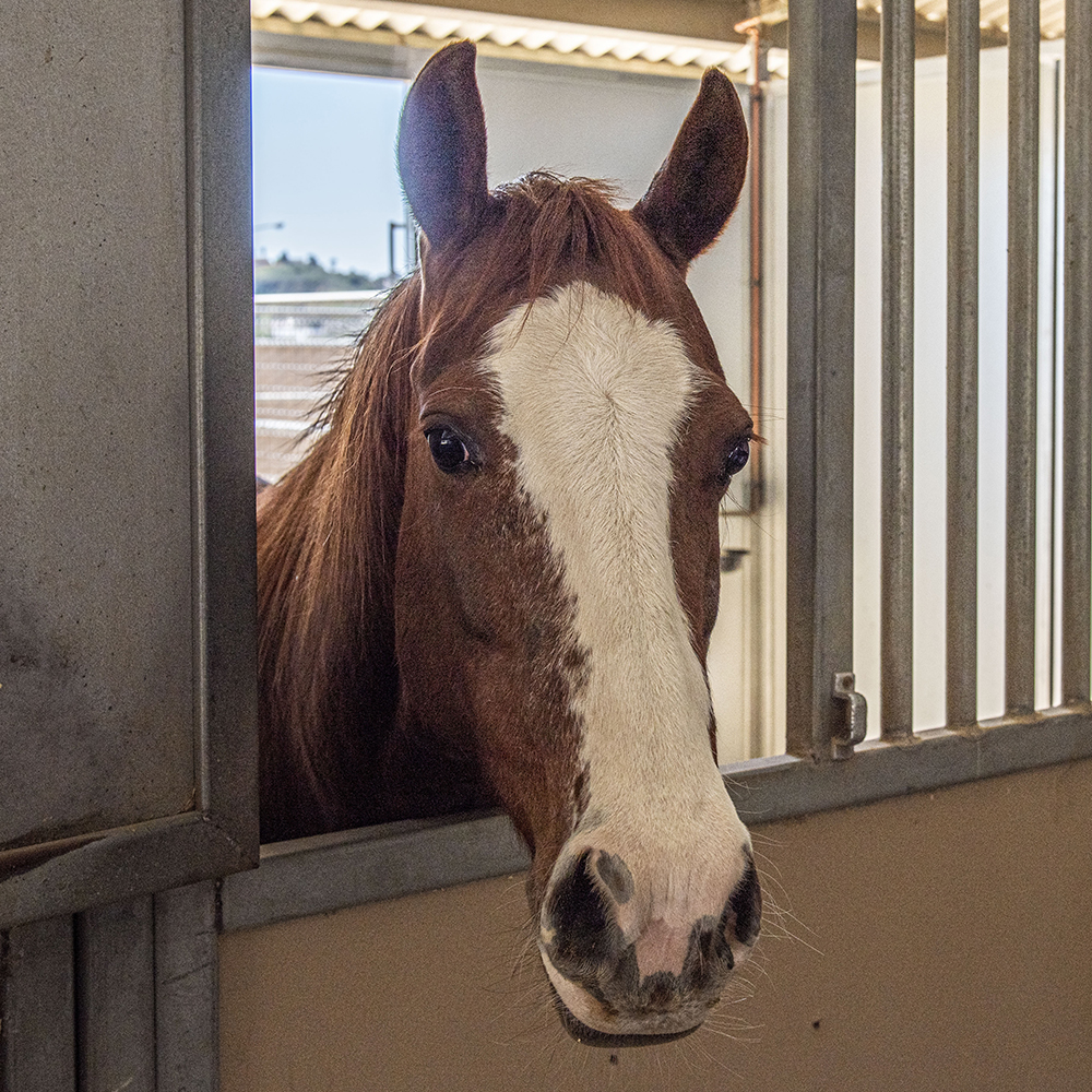 A closeup image of a horse at Mt. SAC's Farm.